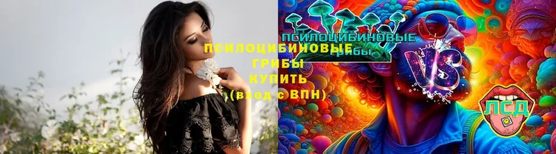 Псилоцибиновые грибы Psilocybe  Волжск 